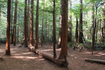 木材對人類的好處，你知道多少？
